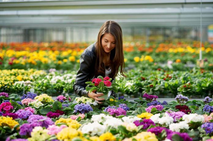 Frau schaut sich Frühlingsblumen in der Gärtnerei an. Bildquelle: GMH/BVE