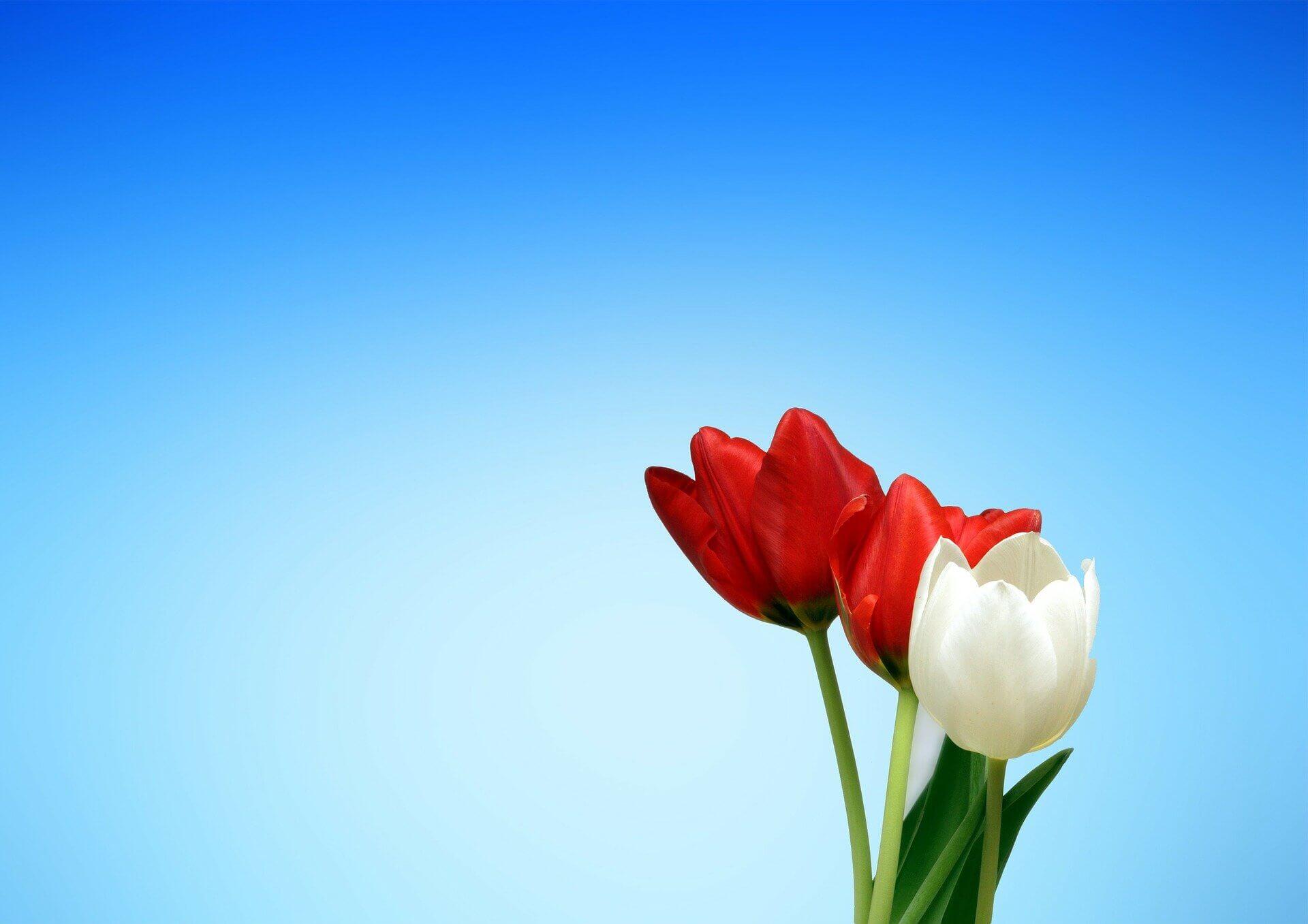 Tulpen vor blauem Hintergrund: Bildquelle: Pixabay