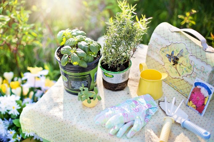 Pflanzen und Gartenwerkzeuge auf einem Tisch im Freien