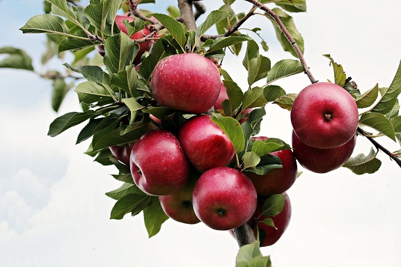 Äpfel am Baum. Bildquelle: Pixabay